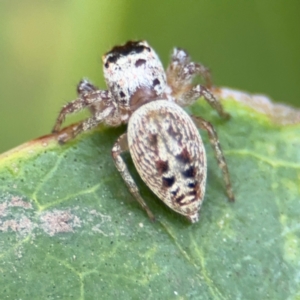 Opisthoncus grassator at Russell, ACT - 12 Aug 2024