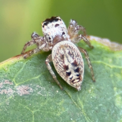 Opisthoncus grassator (Jumping spider) at Russell, ACT - 12 Aug 2024 by Hejor1