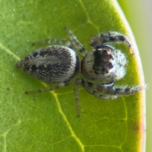 Opisthoncus sp. (genus) at Russell, ACT - 12 Aug 2024