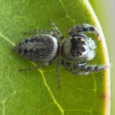 Opisthoncus sp. (genus) (Unidentified Opisthoncus jumping spider) at Russell, ACT - 12 Aug 2024 by Hejor1