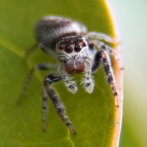 Opisthoncus sp. (genus) at Russell, ACT - 12 Aug 2024 01:24 PM