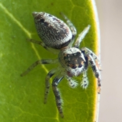 Opisthoncus sp. (genus) at Russell, ACT - 12 Aug 2024 01:24 PM