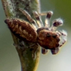 Opisthoncus sp. (genus) (Unidentified Opisthoncus jumping spider) at Russell, ACT - 12 Aug 2024 by Hejor1