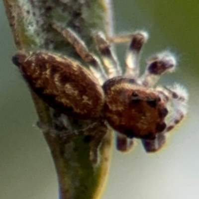 Opisthoncus sp. (genus) (Unidentified Opisthoncus jumping spider) at Russell, ACT - 12 Aug 2024 by Hejor1