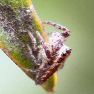 Opisthoncus sp. (genus) at Russell, ACT - 12 Aug 2024