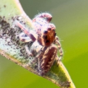 Opisthoncus sp. (genus) at Russell, ACT - 12 Aug 2024