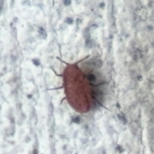 Hemiptera (order) at Russell, ACT - 12 Aug 2024 01:35 PM