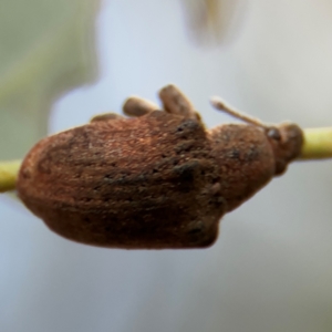 Gonipterus scutellatus at Russell, ACT - 12 Aug 2024