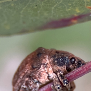 Gonipterus scutellatus at Russell, ACT - 12 Aug 2024