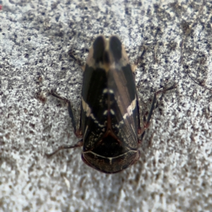 Eurypella tasmaniensis at Russell, ACT - 12 Aug 2024 01:41 PM