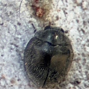 Coccinellidae (family) at Russell, ACT - 12 Aug 2024 01:44 PM