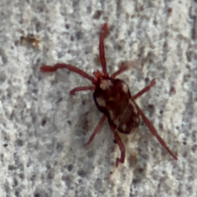 Erythraeidae (family) (Erythraeid mite) at Russell, ACT - 12 Aug 2024 by Hejor1