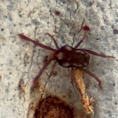 Erythraeidae (family) at Russell, ACT - 12 Aug 2024