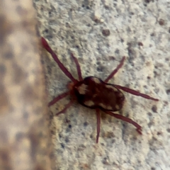 Erythraeidae (family) at Russell, ACT - 12 Aug 2024