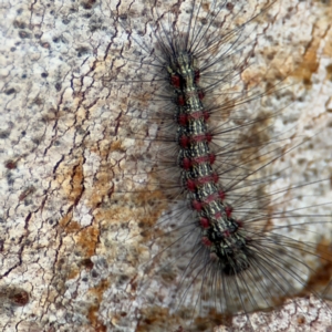 Anestia (genus) at Russell, ACT - 12 Aug 2024 01:45 PM