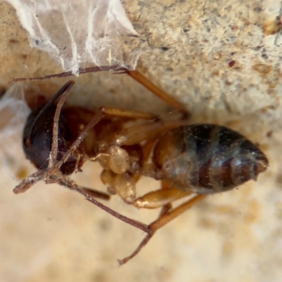 Camponotus sp. (genus) (A sugar ant) at Russell, ACT - 12 Aug 2024 by Hejor1