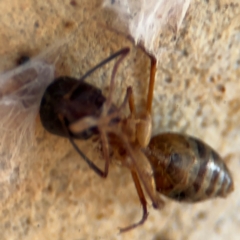 Camponotus sp. (genus) at Russell, ACT - 12 Aug 2024 01:45 PM