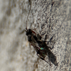 Ichneumonidae (family) at Russell, ACT - 12 Aug 2024 by Hejor1