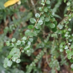 Pittosporum multiflorum (Orange Thorn) at Twelve Mile Peg, NSW - 10 Aug 2024 by Clarel