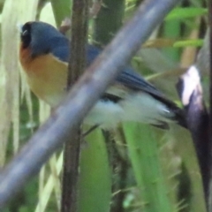 Symposiachrus trivirgatus (Spectacled Monarch) at Tam O'Shanter, QLD - 13 Aug 2024 by lbradley