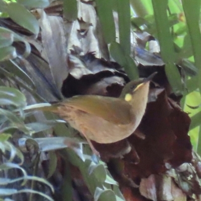 Meliphaga notata (Yellow-spotted Honeyeater) at Tam O'Shanter, QLD - 13 Aug 2024 by lbradley