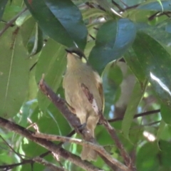Meliphaga notata at Tam O'Shanter, QLD - 13 Aug 2024 10:49 AM