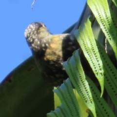 Xanthotis macleayanus (Macleay's Honeyeater) at Tam O'Shanter, QLD - 13 Aug 2024 by lbradley