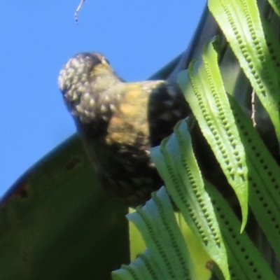 Xanthotis macleayanus (Macleay's Honeyeater) at Tam O'Shanter, QLD - 13 Aug 2024 by lbradley