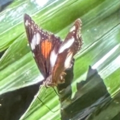 Hypolimnas bolina at Tam O'Shanter, QLD - 13 Aug 2024 by lbradley