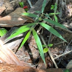 Exallage lapeyrousei at Tam O'Shanter, QLD - 13 Aug 2024 by lbradley