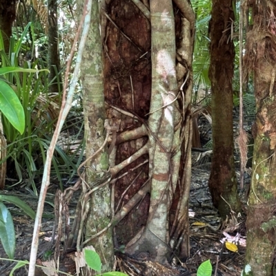 Ficus sp. at Tam O'Shanter, QLD - 13 Aug 2024 by lbradley