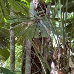 Ficus (genus) at Tam O'Shanter, QLD - 13 Aug 2024 11:54 AM