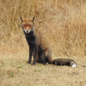 Vulpes vulpes at Kambah, ACT - 13 Aug 2024