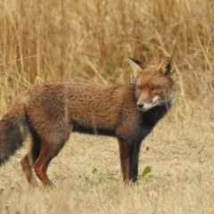 Vulpes vulpes at Kambah, ACT - 13 Aug 2024