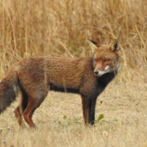 Vulpes vulpes at Kambah, ACT - 13 Aug 2024