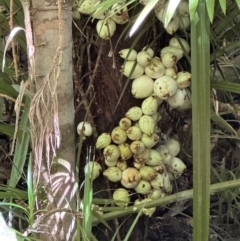 Syzygium cormiflorum (Bumpy Satinash) at Tam O'Shanter, QLD - 13 Aug 2024 by lbradley