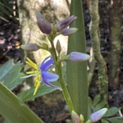 Dianella caerulea var. vannata at Tam O'Shanter, QLD - 13 Aug 2024 by lbradley