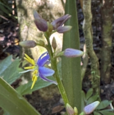 Dianella caerulea var. vannata at Tam O'Shanter, QLD - 13 Aug 2024 by lbradley