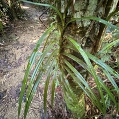 Freycinetia excelsa (Climbing Pandanus) at Tam O'Shanter, QLD - 13 Aug 2024 by lbradley