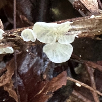 Unidentified Underside smooth or wrinkled/roughened <Stereum etc> at Tam O'Shanter, QLD - 13 Aug 2024 by lbradley