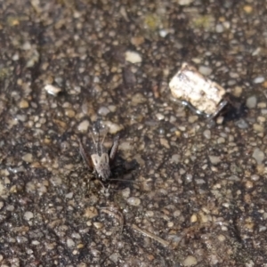 Bobilla sp. (genus) at Coombs, ACT - 13 Aug 2024 11:57 AM