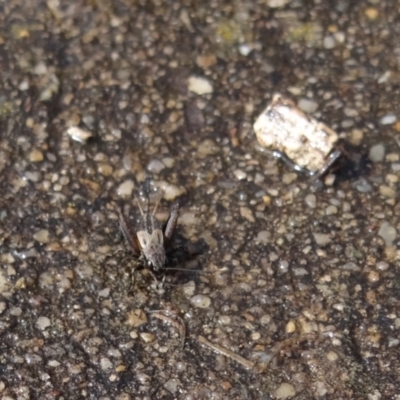 Bobilla sp. (genus) at Coombs, ACT - 13 Aug 2024 by Miranda