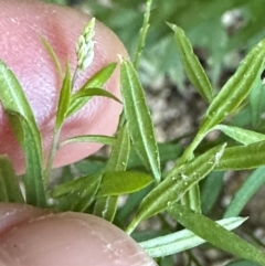 Polygala paniculata (Polygala) at Djiru, QLD - 13 Aug 2024 by lbradley