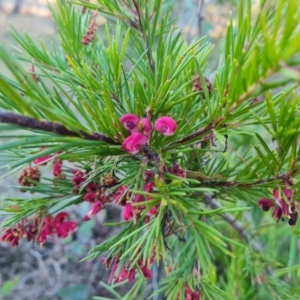 Grevillea rosmarinifolia subsp. rosmarinifolia at Symonston, ACT - 13 Aug 2024 04:23 PM