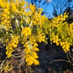 Acacia baileyana (Cootamundra Wattle, Golden Mimosa) at Symonston, ACT - 13 Aug 2024 by Mike