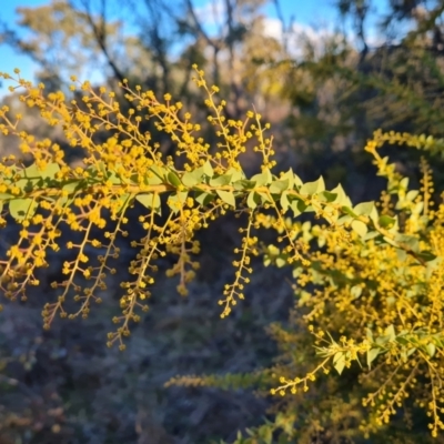 Acacia pravissima (Wedge-leaved Wattle, Ovens Wattle) at Symonston, ACT - 13 Aug 2024 by Mike