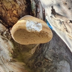 Laetiporus portentosus (White Punk) at Symonston, ACT - 13 Aug 2024 by Mike