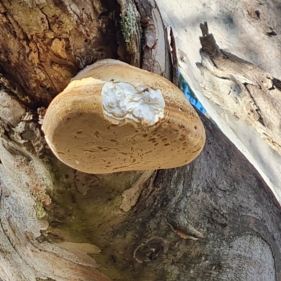 Laetiporus portentosus (White Punk) at Symonston, ACT - 13 Aug 2024 by Mike