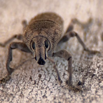 Polyphrades paganus (A weevil) at Russell, ACT - 12 Aug 2024 by Hejor1