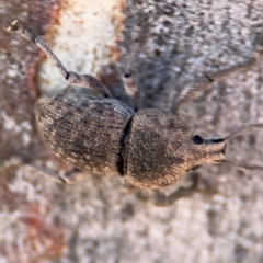 Polyphrades paganus at Russell, ACT - 12 Aug 2024 01:57 PM